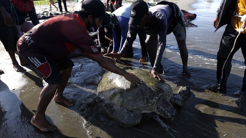 Momen Penyelamatan Penyu Hijau Tersangkut Jaring Nelayan di Banda Aceh