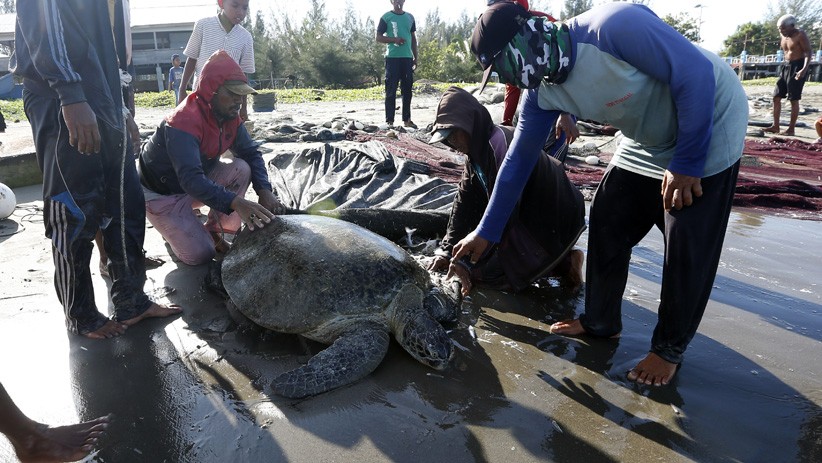 Momen Penyelamatan Penyu Hijau Tersangkut Jaring Nelayan di Banda Aceh