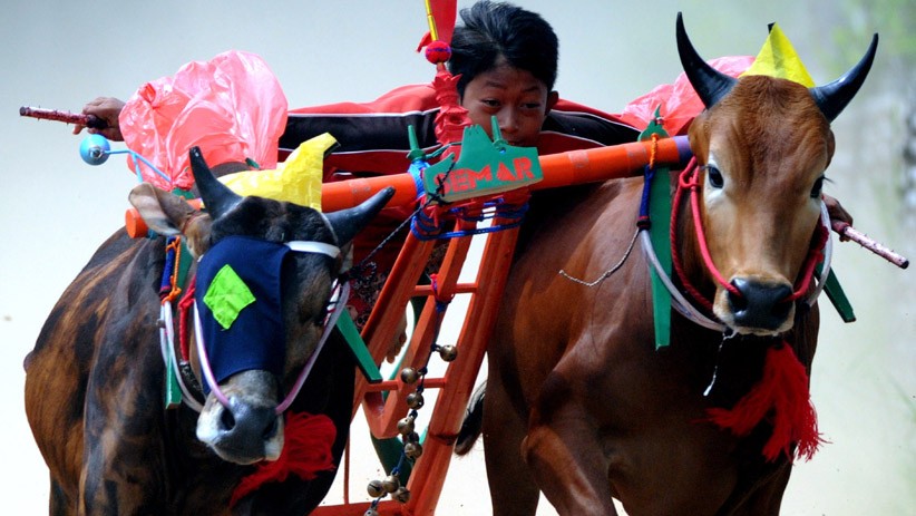 Latihan Karapan Sapi untuk Jaga Performa - Bagian 2