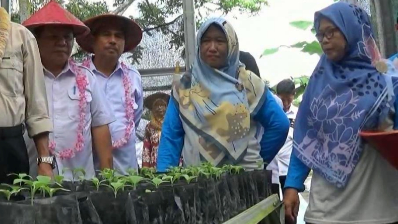 Tanam Sayur di Pekarangan Rumah, Ibu di Bangka Tengah Bantu Ketahanan Pangan