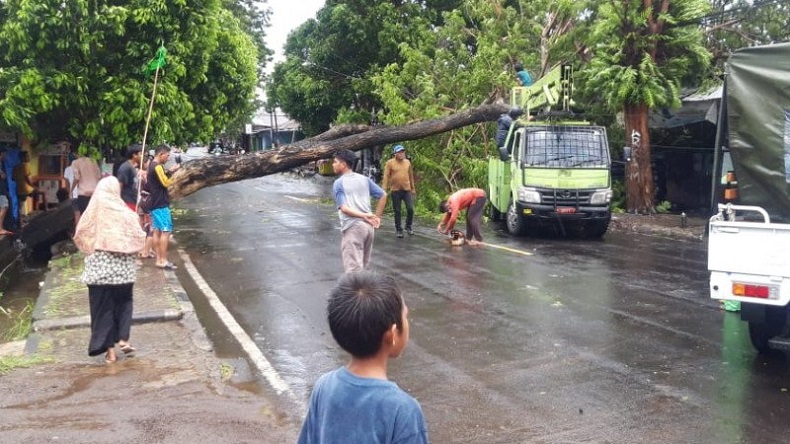Hujan Deras Disertai Angin Kencang, Beberapa Pohon Besar di Ternate Tumbang