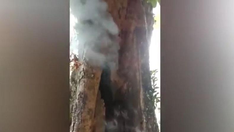 Unik, Pohon Besar di Bandung Terbakar Sendiri saat Hujan