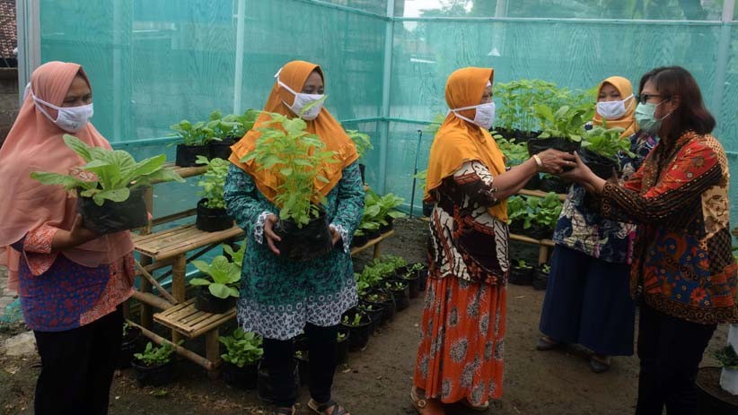 Warga Bambankerep Semarang Menikmati Panen Hasil Urban Farming - Bagian 1