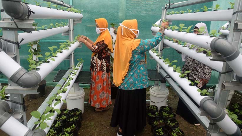 Warga Bambankerep Semarang Menikmati Panen Hasil Urban Farming - Bagian 4