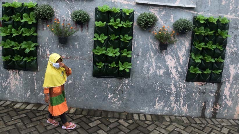Warga Bambankerep Semarang Menikmati Panen Hasil Urban Farming - Bagian 5