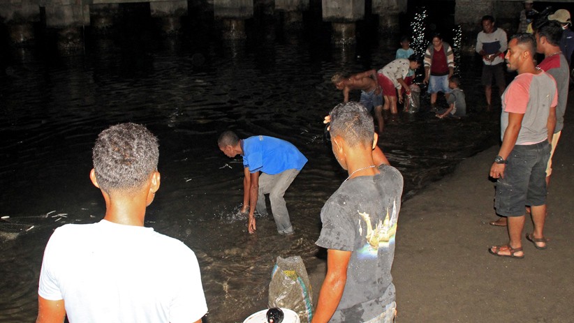 Ribuan Ikan Terdampar di Pesisir Pantai Lewoleba - Bagian 2