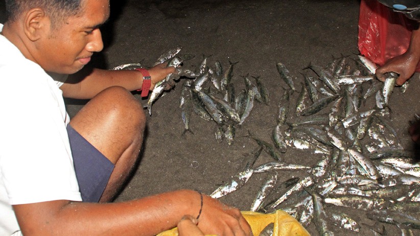 Ribuan Ikan Terdampar di Pesisir Pantai Lewoleba - Bagian 1