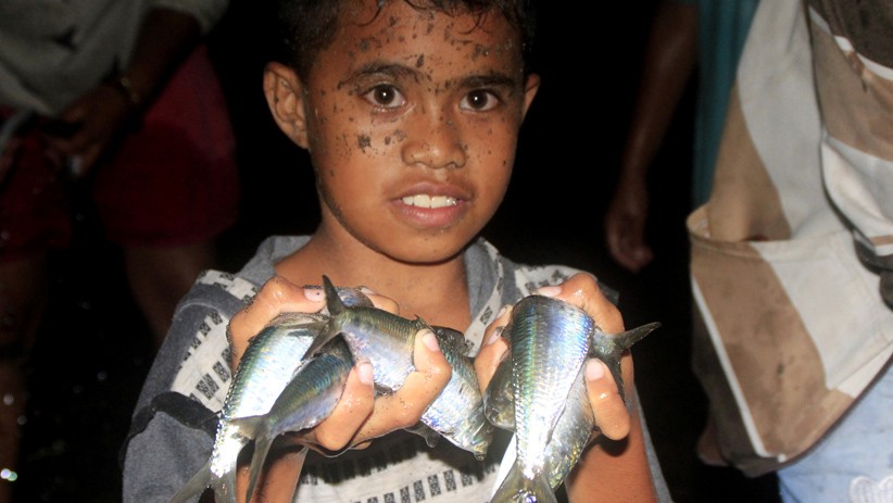 Ribuan Ikan Terdampar di Pesisir Pantai Lewoleba - Bagian 3