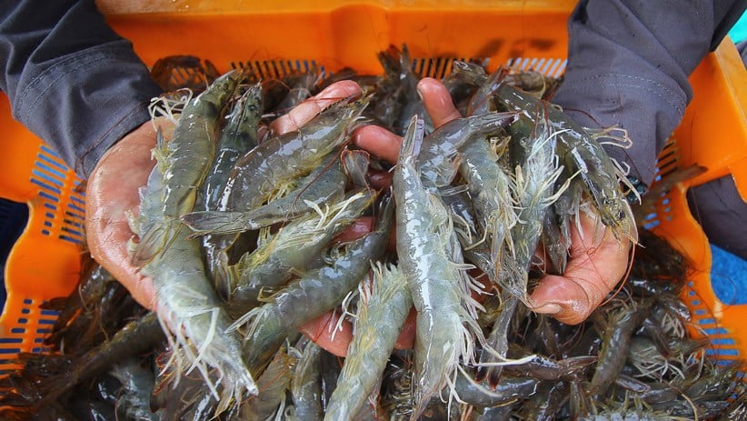 Panen Udang Vaname dari Tambak Lantamal V Surabaya - Bagian 1