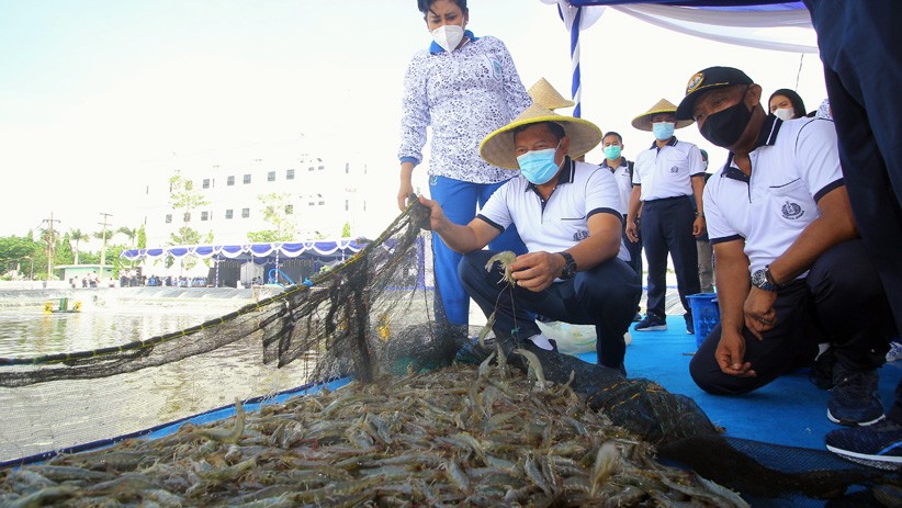 Panen Udang Vaname dari Tambak Lantamal V Surabaya - Bagian 2