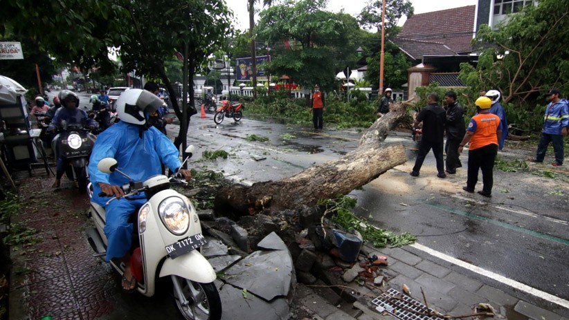 Pohon Tumbang Tutup Jalan Utama Banyuwangi - Bagian 2