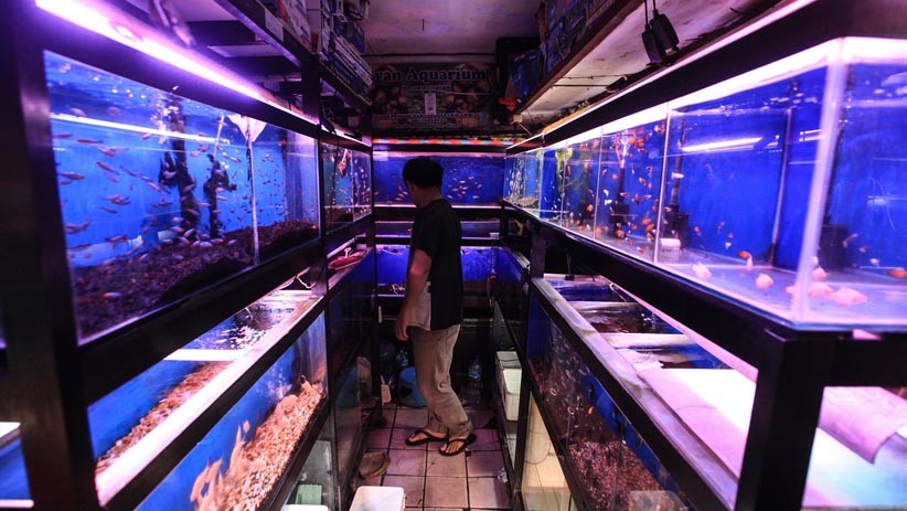 Berburu Ikan Hias di Pasar Sumenep Menteng - Bagian 1