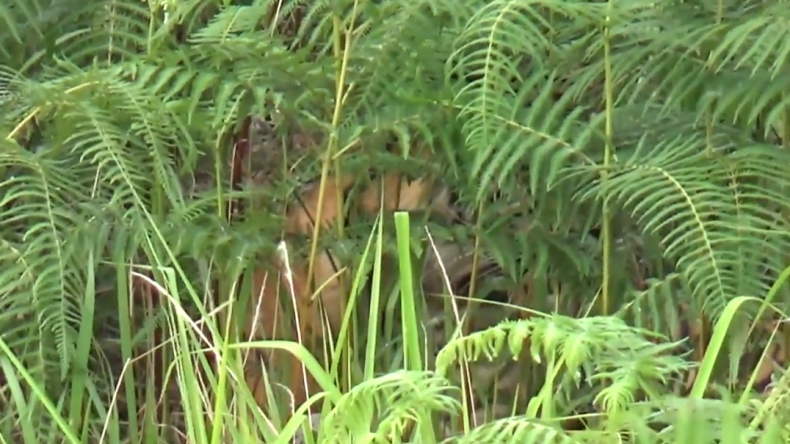 Muncul di Semak-Semak, Ini Penampakan Harimau yang Teror Warga Solok