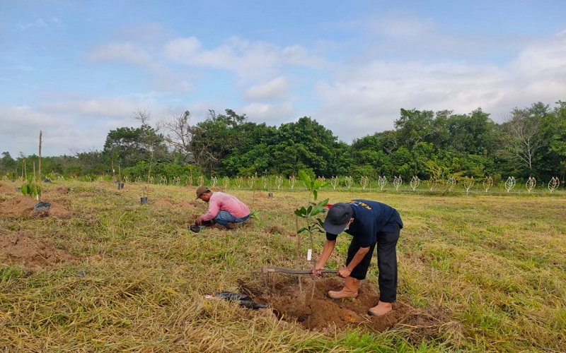 Bibit Durian Malutu yang Langka Ditaman di Kebun Raya Banua