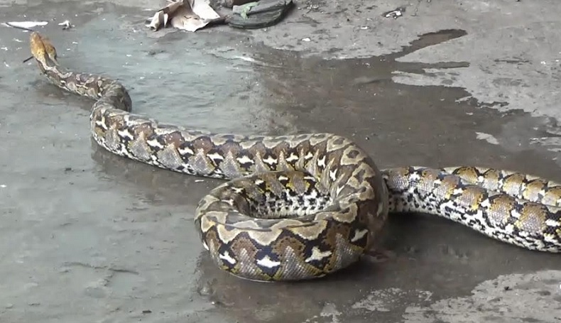 Mangsa Ternak Warga, Ular Piton 3 Meter Dievakuasi Petugas Damkar