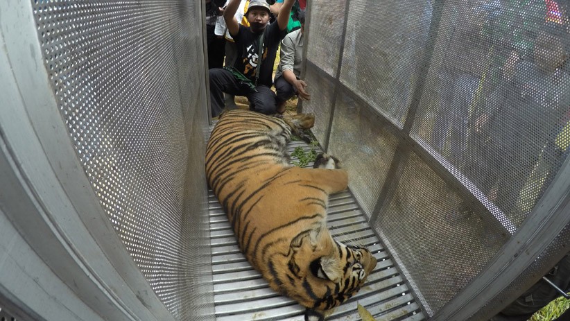 Satu Lagi Harimau Sumatera Masuk Perangkap Dievakuasi BKSDA Sumbar