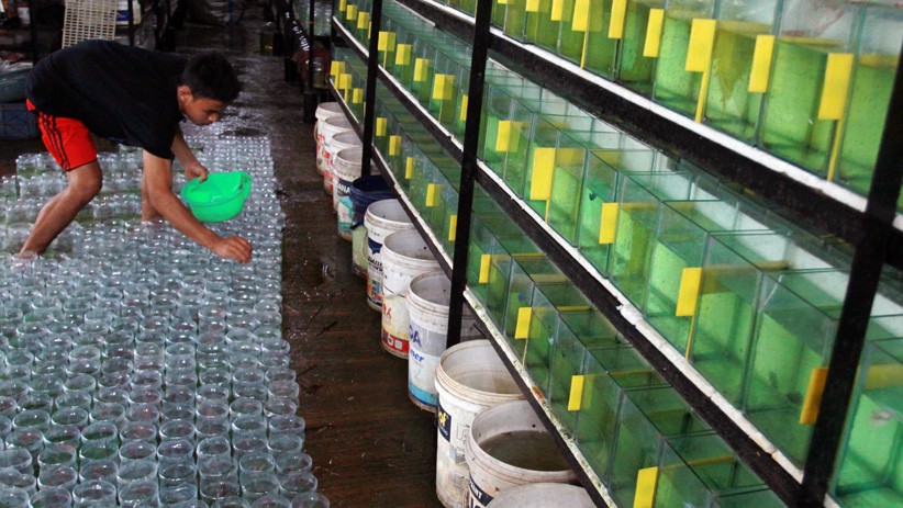 Pusat Budi Daya Ikan Cupang Serpong Mampu Jual 10.000 Ekor dalam Sebulan - Bagian 2