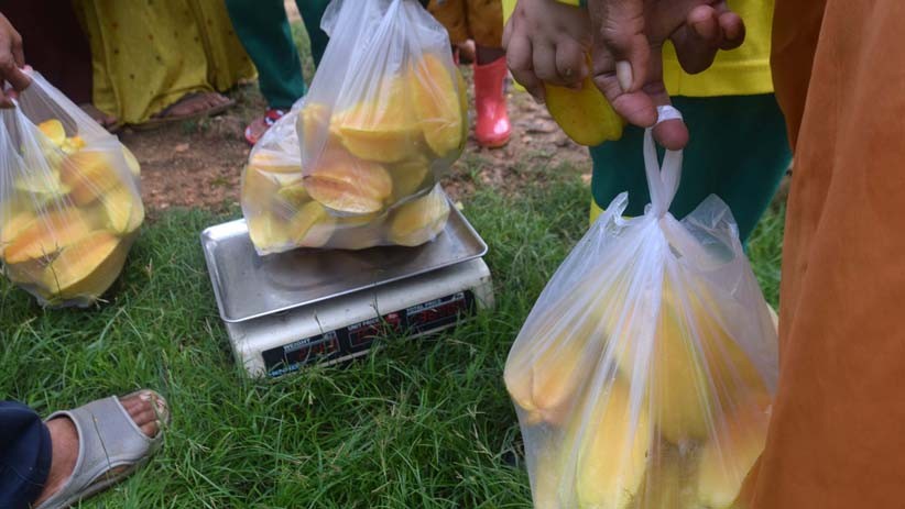 Asyiknya Memetik Belimbing di Agrowisata Tasikmadu Tuban