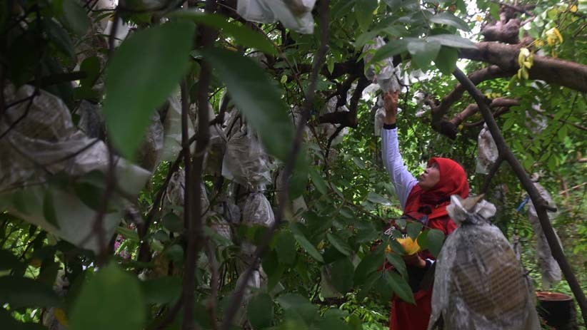 Asyiknya Memetik Belimbing di Agrowisata Tasikmadu Tuban