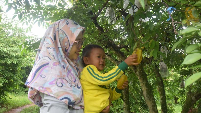 Asyiknya Memetik Belimbing di Agrowisata Tasikmadu Tuban - Bagian 2