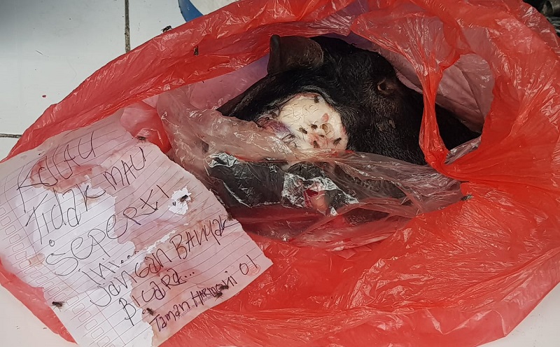 Sering Kritik Risma, Ketua KIPP Jatim Dapat Teror Kepala Kambing 