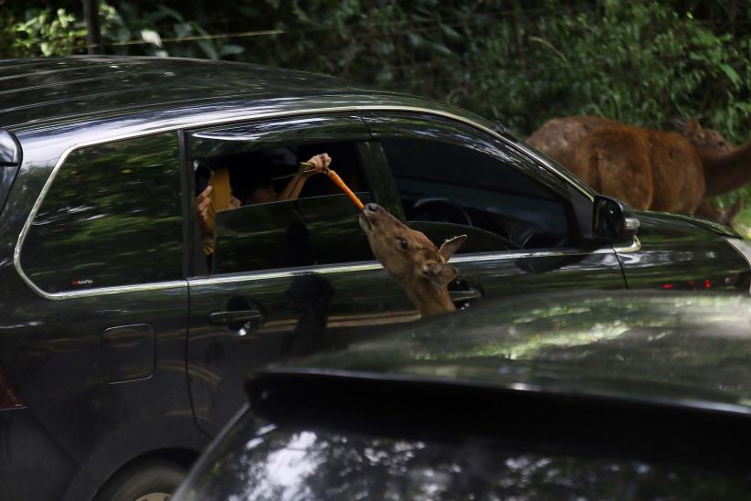 Wisata Taman Safari Indonesia, Kapasitas Pengunjung 50 Persen  - Bagian 3