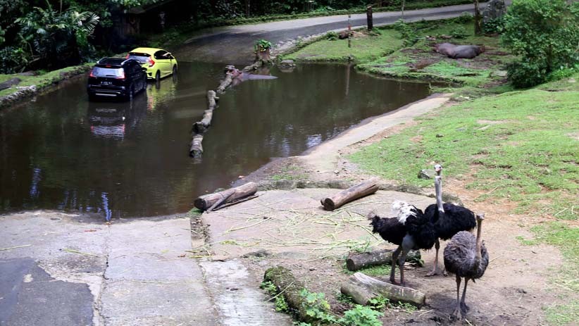 Wisata Taman Safari Indonesia, Kapasitas Pengunjung 50 Persen  - Bagian 2