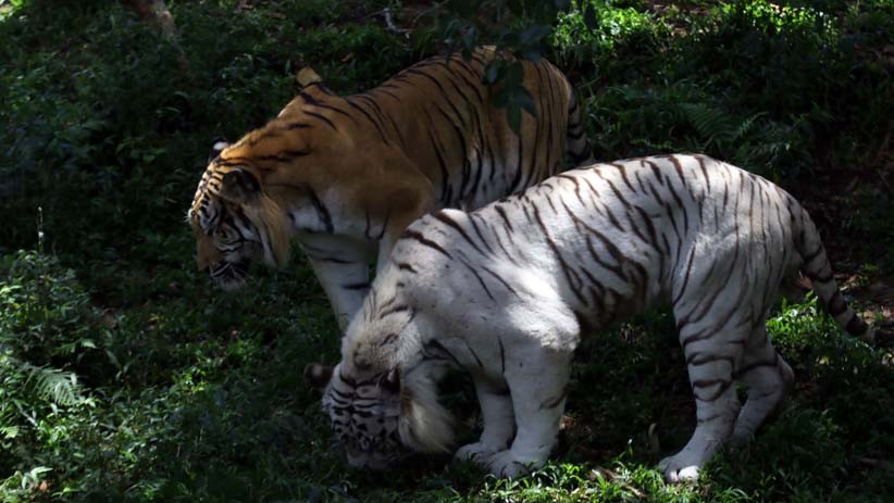 Wisata Taman Safari Indonesia, Kapasitas Pengunjung 50 Persen  - Bagian 4