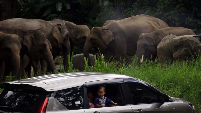 Wisata Taman Safari Indonesia, Kapasitas Pengunjung 50 Persen  - Bagian 1