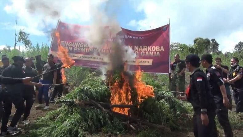 Polisi Temukan Ladang Ganja Seluas 5 Hektare di Perbukitan Tor Sipira Manuk Madina