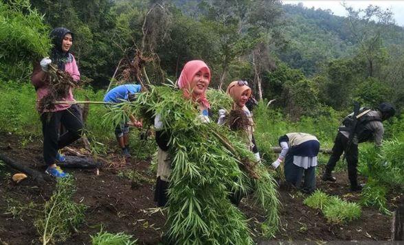 BNN Musnahkan Ladang Ganja Seluas 4 Hektare di Aceh Besar