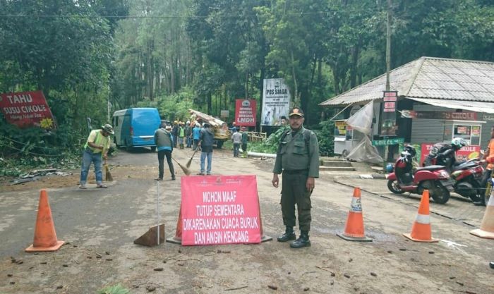 61 Pohon Tumbang, Objek Wisata di Cikole Lembang Ditutup Sementara