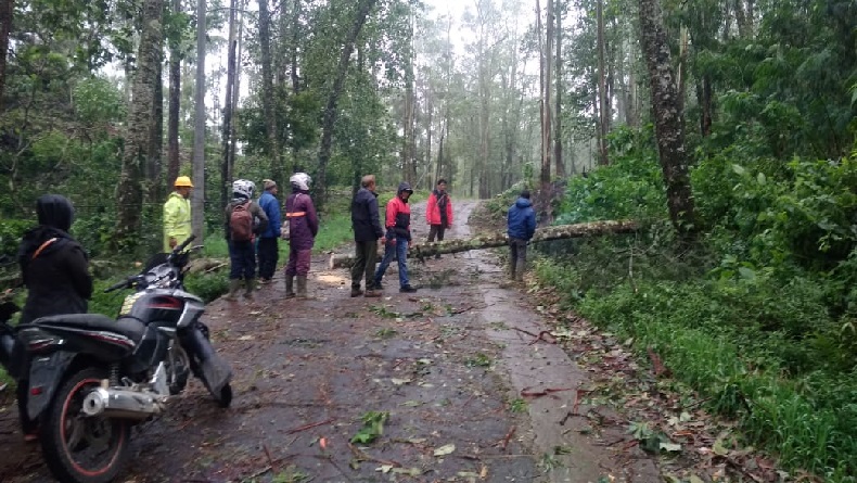 Ngeri, Angin Puting Beliung Mengamuk di Lembang 61 Pohon Pinus Tumbang