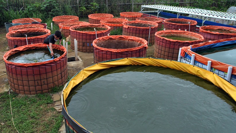 Kampung Ramah Lingkungan Bogor Budi Daya Lele, Seminggu Hasilkan 100 Kg Ikan - Bagian 3