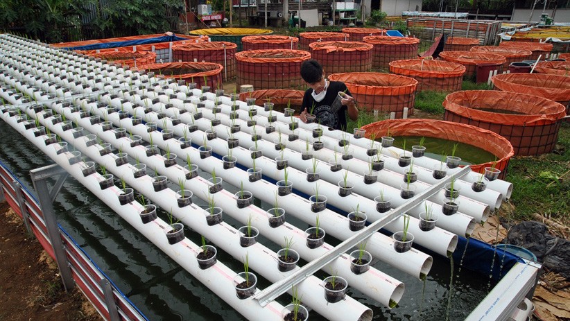 Kampung Ramah Lingkungan Bogor Budi Daya Lele, Seminggu Hasilkan 100 Kg Ikan - Bagian 1
