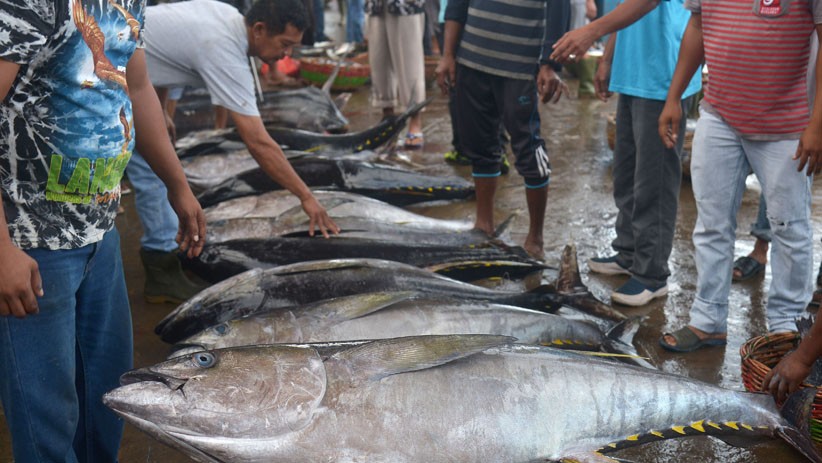 Tangkapan Ikan Tuna Nelayan Aceh Turun akibat Cuaca Buruk - Bagian 2