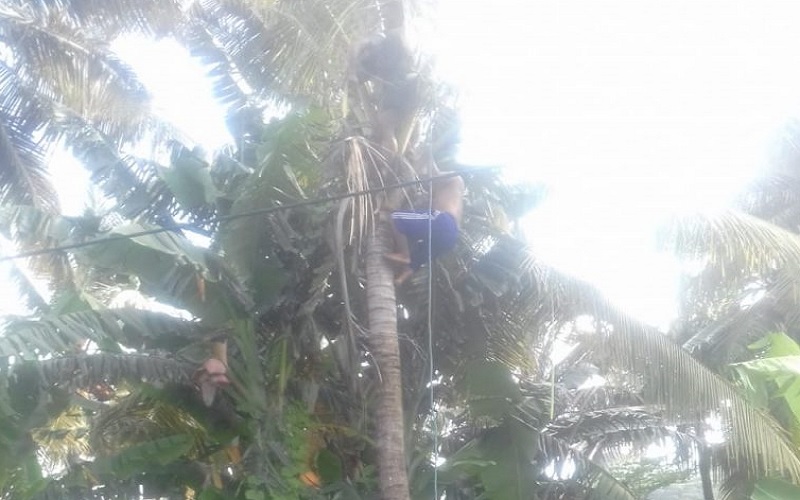 Hendak Pangkas Janur Kelapa, Warga di Lombok Barat Malah Tersengat Listrik