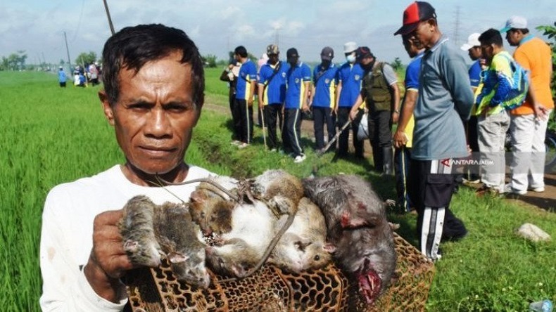 Hama Tikus Serang 2 Desa di Nagan Raya, Pemkab Turun Tangan