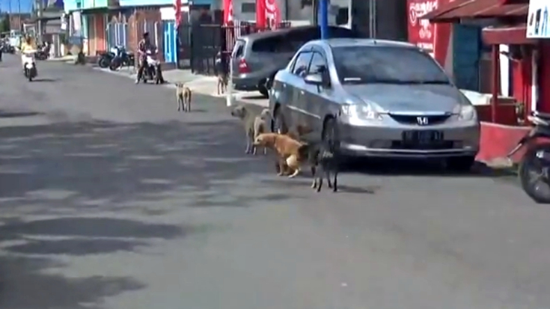 Banyak Anjing Liar, Pedagang Pasar Baru Tanggamus Minta Pemda Turun Tangan