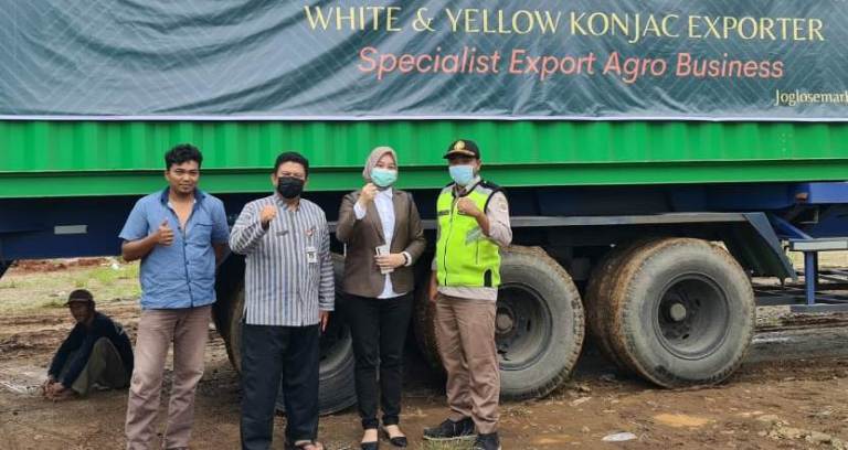 Hari Perkebunan Nasional, Jateng Ekspor 30 Ton Porang ke Vietnam 