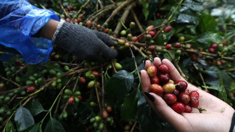 title Kopi Aceh yang Terkenal, Tembus Amerika dan Eropa Kopi Aceh yang Terkenal, Tembus Amerika dan Eropa