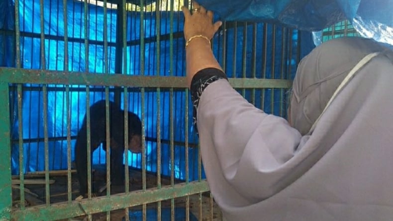 Malang, Kaki Beruang Madu yang Terjerat Jebakan Babi Hutan di Pidie Jaya Diamputasi