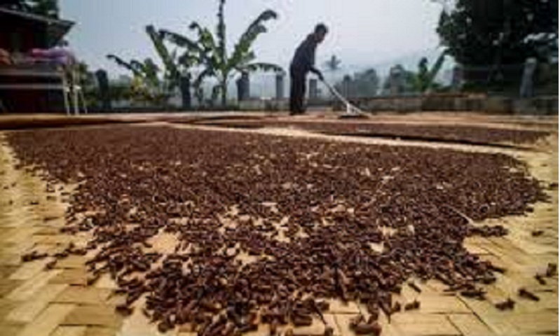 title Harga Cengkih di Ambon Turun Jadi Rp60.000 per Kilogram  Harga Cengkih di Ambon Turun Jadi Rp60.000 per Kilogram