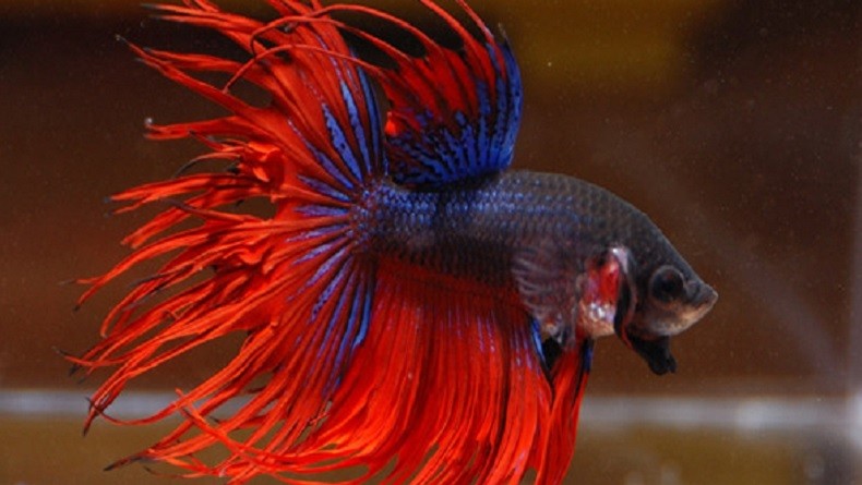 Ikan cupang. (Foto: iNews.id)