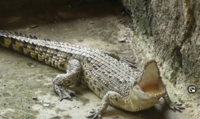 Cari Kerang di Sungai, Warga Halmahera Utara Diterkam Buaya