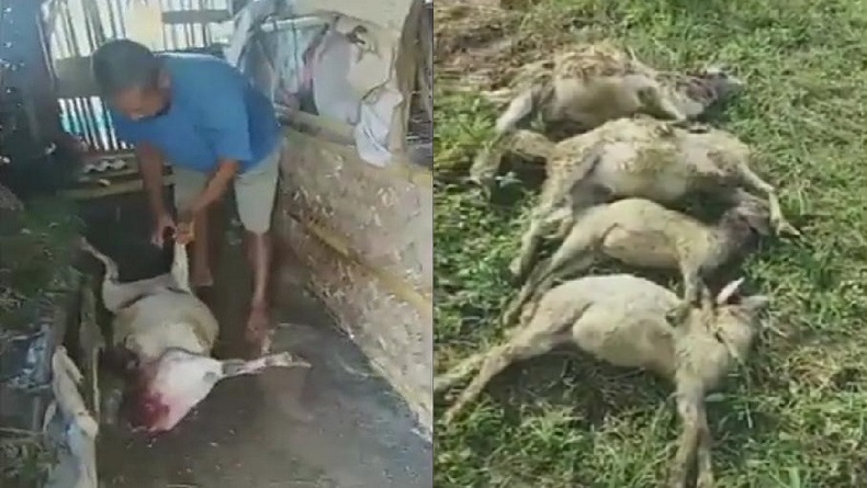 Geger, Puluhan Kambing di Kuningan Mati Misterius dengan Luka Gigitan di Leher