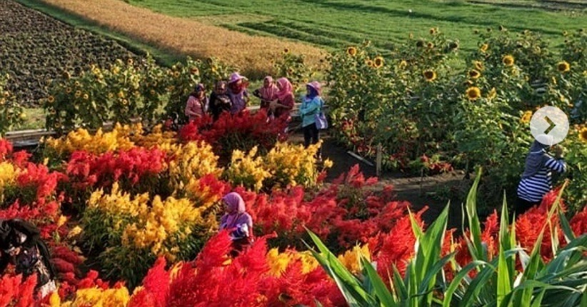  Begini Keindahan Kebun Bunga di Pantai Samas Yogyakarta 