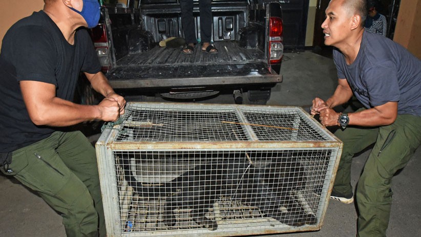 Macan Tutul Ditangkap karena Masuk Perkampungan Warga Serang - Bagian 2