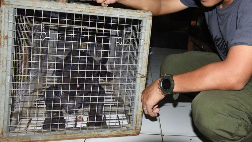 Macan Tutul Ditangkap karena Masuk Perkampungan Warga Serang - Bagian 3