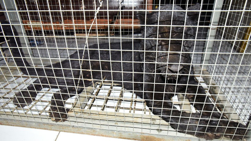 Macan Tutul Ditangkap karena Masuk Perkampungan Warga Serang - Bagian 1